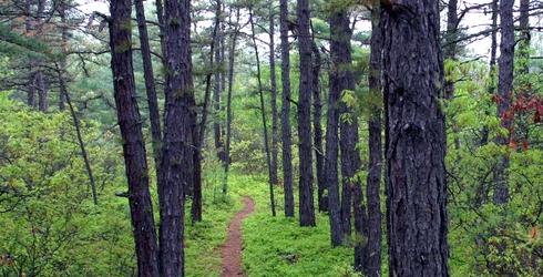 Ossipee Pine Barrens